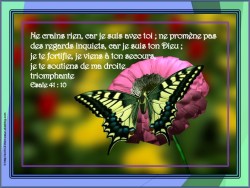 papillon sur fleur