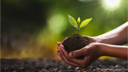 plante poussant dans la main